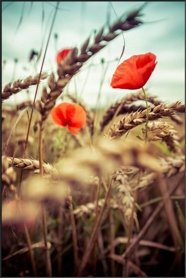 Late Summer Whiff  - fotokunst.berlin - Kunstfoto Galerie