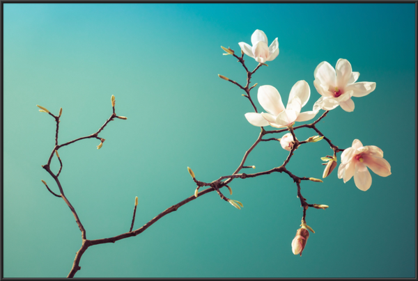 Magnolia II  - fotokunst.berlin - Kunstfoto Galerie